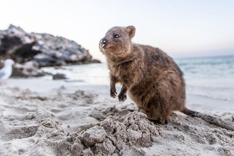 Rottnest Island All-Inclusive Grand Island Tour From Fremantle - Brisbane Tourism 2