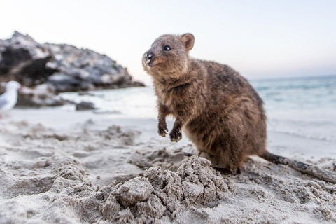 Rottnest Island Bike & Ferry Package From Perth - Tourism Brisbane 5