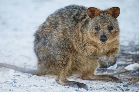 Rottnest Island Bayseeker Day Trip From Perth - Tourism Brisbane 2