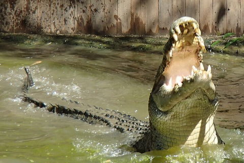 Hartley's Crocodile Adventures Day Trip From Palm Cove - Brisbane Tourism 3