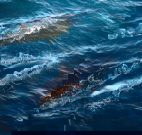 Sydney Whale-Watching Cruise - Tourism Brisbane