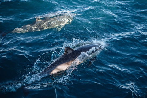 Sydney Whale-Watching Cruise - Tourism Brisbane 0
