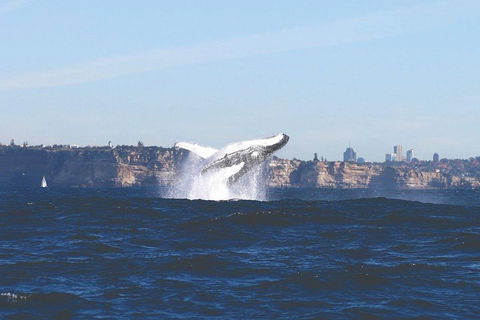 Sydney Whale-Watching Cruise - Tourism Brisbane 3