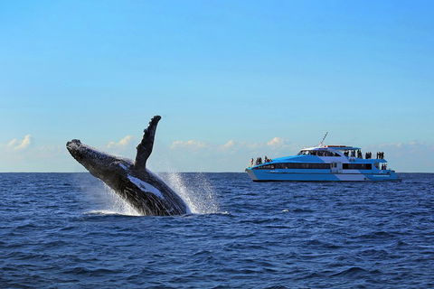 Sydney Whale-Watching Cruise - Tourism Brisbane 5