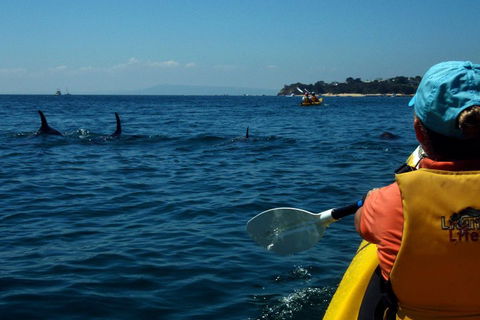 Mornington Peninsula Kayak Coastline Tour Of Dolphin Sanctuary - Tourism Brisbane 0