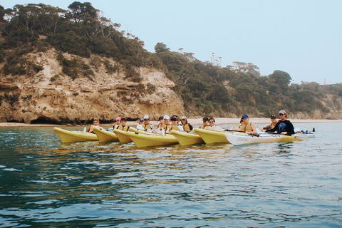 Mornington Peninsula Kayak Coastline Tour Of Dolphin Sanctuary - Tourism Brisbane 4