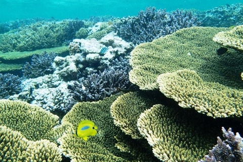 Abrolhos Islands Scenic Flight & Snorkel Adventure From Perth - Tourism Brisbane 4