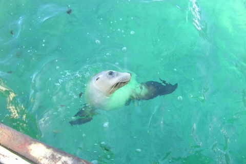 Abrolhos Islands Scenic Flight & Snorkel Adventure From Perth - Tourism Brisbane 5