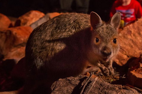 Alice Springs Desert Park Nocturnal Tour - Tourism Brisbane 3