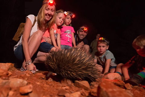 Alice Springs Desert Park Nocturnal Tour - Tourism Brisbane 5
