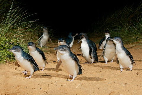 Small Group - Phillip Island Hike & Penguin Parade Day Tour From Melbourne - Tourism Brisbane 1