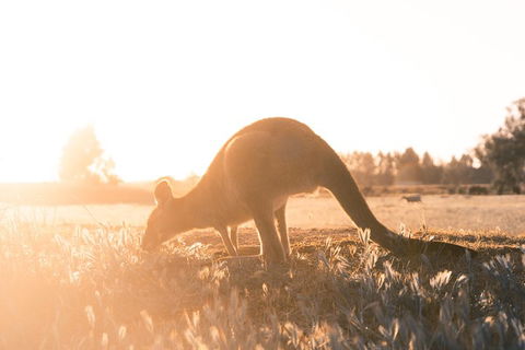 Small Group - Phillip Island Hike & Penguin Parade Day Tour From Melbourne - Tourism Brisbane 2