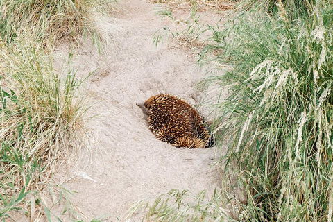 Small Group - Phillip Island Hike & Penguin Parade Day Tour From Melbourne - Tourism Brisbane 3