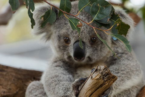 Small Group - Phillip Island Hike & Penguin Parade Day Tour From Melbourne - Tourism Brisbane 4