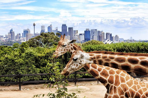 Go City | Sydney Explorer Pass With 20+ Attractions And Tours - Tourism Brisbane 2