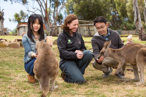 Bonorong Wildlife Park And Richmond Afternoon Tour From Hobart - Tourism Brisbane 1