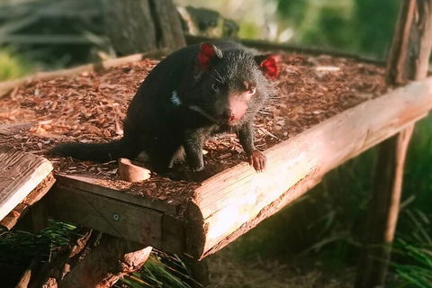 Bonorong Wildlife Park And Richmond Afternoon Tour From Hobart - Tourism Brisbane 4