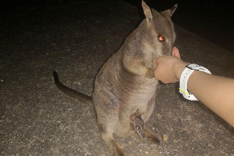 Private Tour To Paronella Park, Historic Village Herberton And Wild Life Wallaby - Tourism Brisbane 0