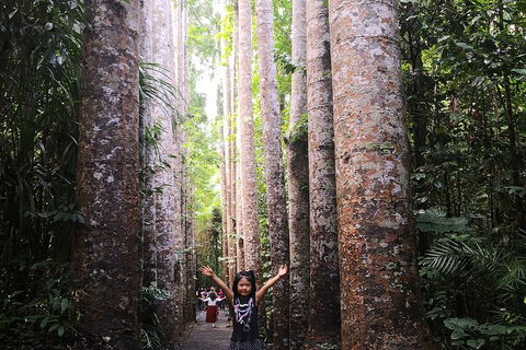 Private Tour To Paronella Park, Historic Village Herberton And Wild Life Wallaby - Tourism Brisbane 2