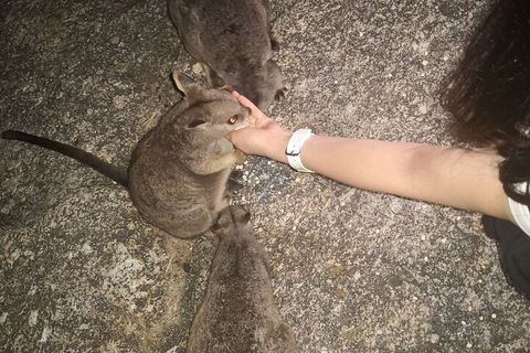 Private Tour To Paronella Park, Historic Village Herberton And Wild Life Wallaby - Tourism Brisbane 4