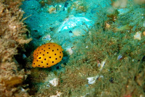Wave Break Island Scuba Diving On The Gold Coast - Tourism Brisbane 3