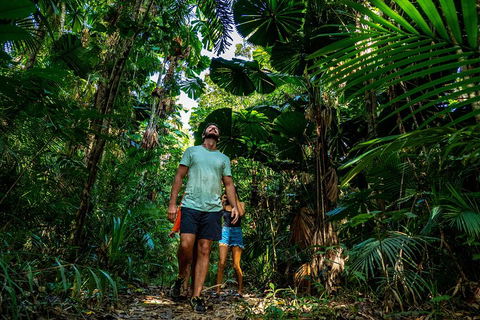 Full Day Daintree Rainforest And Mossman Gorge Tour - Tourism Brisbane 0