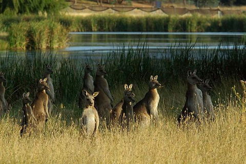 Canberra - The National Capital | Full Day Private Tour | Departs From Sydney - Tourism Brisbane 3
