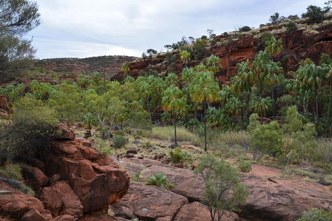 Palm Valley And Hermannsburg 1 Day 4WD Tour - Brisbane Tourism 4