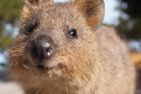 Seaplane Flights Perth To Rottnest Island And Return - Brisbane Tourism 2