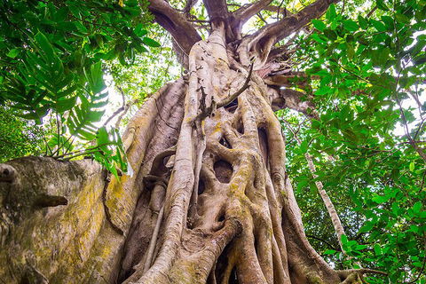 Mossman Gorge Adventure Day - Tourism Brisbane 1
