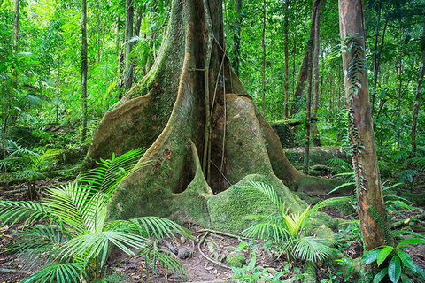 Mossman Gorge Adventure Day - Tourism Brisbane 4