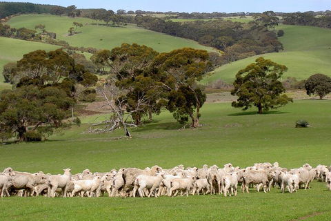 Kangaroo Island Luxury Small Group 'Island Life' Full Day Tour - Tourism Brisbane 1