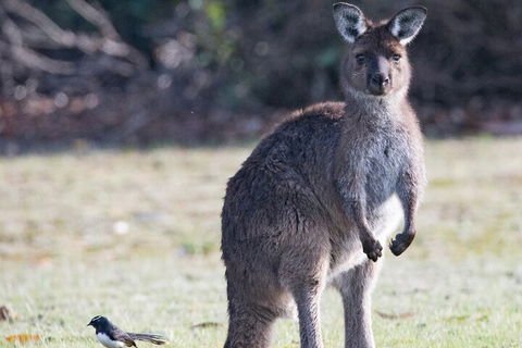 Kangaroo Island Luxury Small Group 'Island Life' Full Day Tour - Tourism Brisbane 2