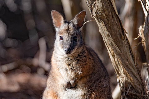 Kangaroo Island Luxury Small Group 'Island Life' Full Day Tour - Tourism Brisbane 3