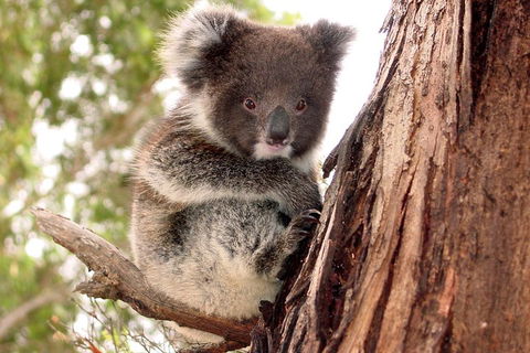 Kangaroo Island Luxury Small Group 'Island Life' Full Day Tour - Tourism Brisbane 4