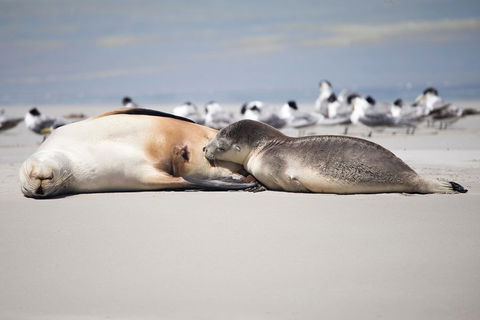 Kangaroo Island Luxury Small Group 'Island Life' Full Day Tour - Tourism Brisbane 5