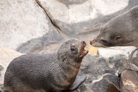Kangaroo Island Luxury Small Group 'Flinders Chase Focus' Full Day Tour - Tourism Brisbane 2