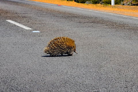 Kangaroo Island Luxury Small Group 'Flinders Chase Focus' Full Day Tour - Tourism Brisbane 3