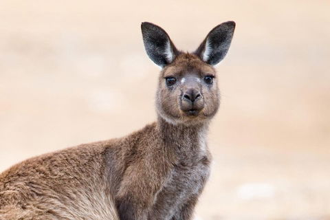 Kangaroo Island Luxury Small Group 'East End Explorer' Full Day Tour - Tourism Brisbane 1