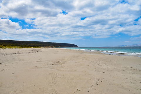 Kangaroo Island Luxury Small Group 'East End Explorer' Full Day Tour - Tourism Brisbane 3