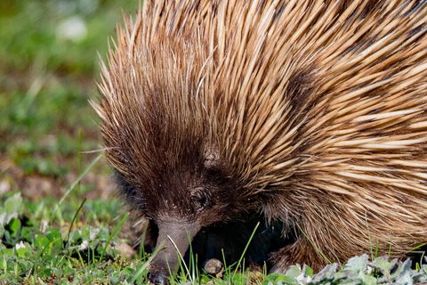 Kangaroo Island Luxury Small Group 'East End Explorer' Full Day Tour - Tourism Brisbane 5