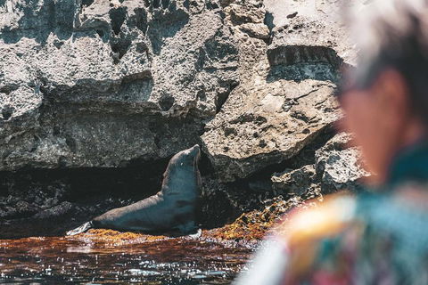 Adventure Rottnest Tour With Ferry & Adventure Cruise From Perth Or Fremantle - Tourism Brisbane 1