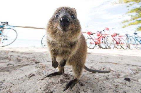 Rottnest Island Round-Trip Ferry From Perth Or Fremantle - Tourism Brisbane 3