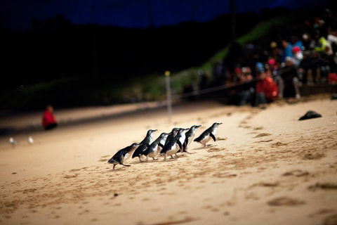 2-Day Great Ocean Road, Mornington Peninsula And Phillip Island Tour - Tourism Brisbane 1