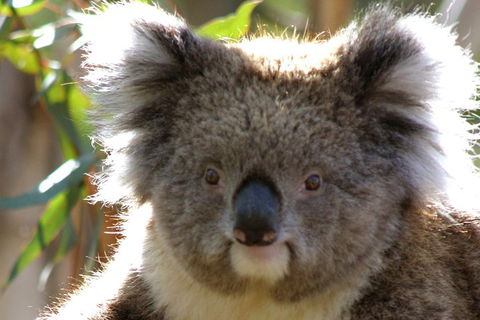 2-Day Great Ocean Road And Grampians Tour From Melbourne - Tourism Brisbane 3