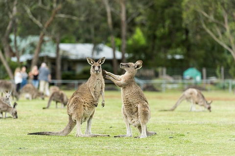 2-Day Great Ocean Road And Grampians Tour From Melbourne - Tourism Brisbane 4
