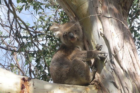 Small-Group Great Ocean Road Classic Day Tour From Melbourne - Tourism Brisbane 1