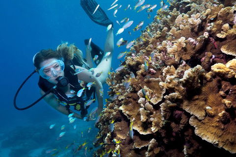 Great Barrier Reef Diving And Snorkeling Cruise From Cairns - Tourism Brisbane 1