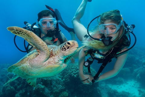 Great Barrier Reef Diving And Snorkeling Cruise From Cairns - Tourism Brisbane 4
