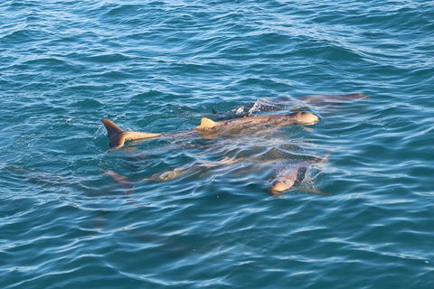 Roebuck Bay Snubfin Dolphin Cruise - Tourism Brisbane 0